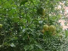 -不倒翁·徽天下名菜楼(马鞍山路店)