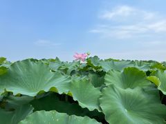 -嘉北郊野公园