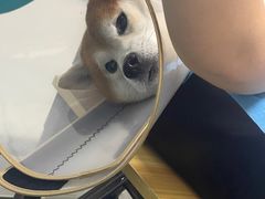 -中农国际动物医院24小时·猫科·骨科·急重症中心