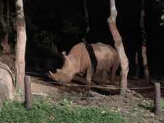 -清迈夜间动物园