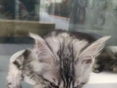 -小猫来了·猫咪专售(红山六九七九店)