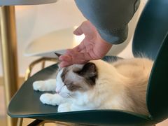 -飞行喵MR PILOT|猫舍·猫咖(静安大融城店)