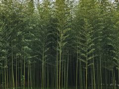 -黄海国家森林公园