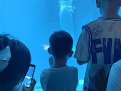 -海合安成都极地海洋公园