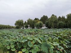-白洋淀景区