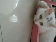 android_upload_pic-萌喵宠狗爱心宠咖