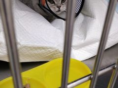 -宠颐生宠物医院·犬猫全科·皮肤科(商业街店)