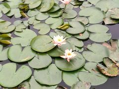 -三圣花乡旅游区