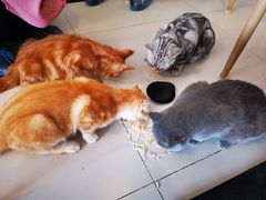 -平行世界·猫咖(首经贸店)