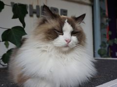 -喵屿·大理花园猫咖