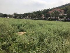 -红山村