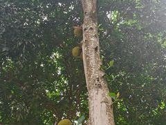 -曼丢傣家古寨