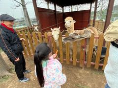 -王借岗森林公园