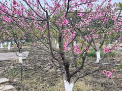 -洪湖家庭农场·团建·露营·会议