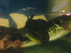 -天正河鲀·河豚亭(大连店)