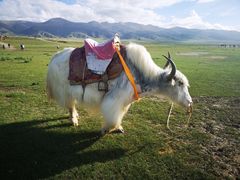 -青海湖国家重点风景名胜区