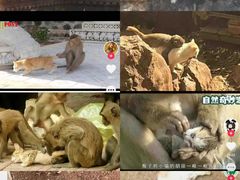 -昆明动物园