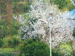 -樱桃山旅游景区