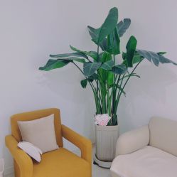 -植蔻妍倍儿专业脱毛·皮肤管理