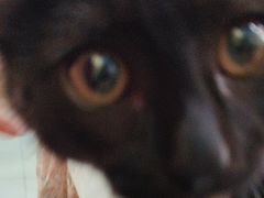 -纳吉亚猫专科动物医院博雅分院