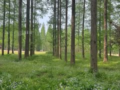 -黄海国家森林公园