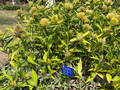 -中国科学院西双版纳热带植物园