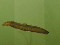 -眉山湿地公园(东坡区)