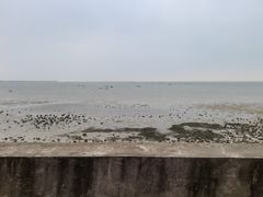 -北海金海湾红树林生态旅游区