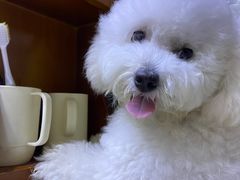 -樱桃家的宠物店(君安花园店)