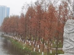 -洋湖国家湿地公园