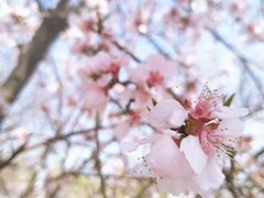 -桃花堤公园