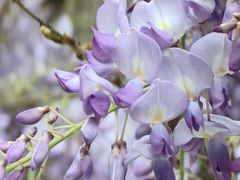 -三圣花乡旅游区