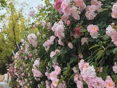 -上海市平和双语学校