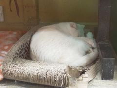 -猫咪博物馆(顶澳仔猫街店)