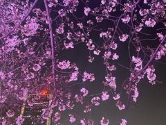 -西北湖绿化广场