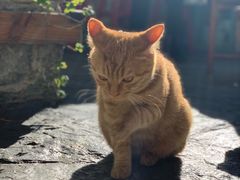 -喵屿·大理花园猫咖