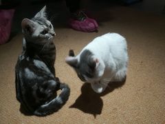 -more than meow吴止猫主题餐厅(承德 中船汇店)