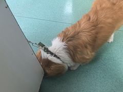 -东方动物医院·宠保定点·骨科·转诊中心(春城路·昆明站分院)