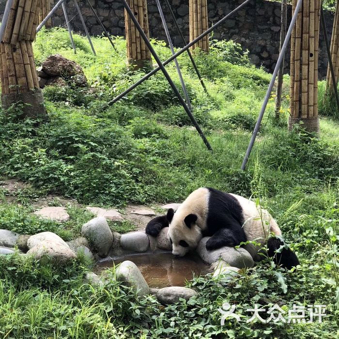 都江堰熊貓樂園景區