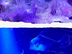-上海海洋水族馆