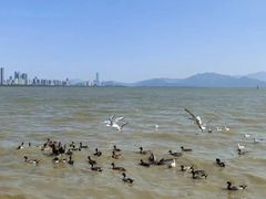 -深圳湾公园(南山区)