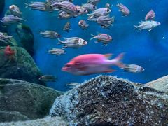 -上海海洋水族馆