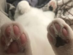 -东方名猫馆·英短金渐层布偶猫舍(环线广场1号楼店)