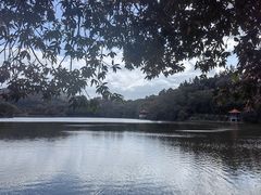 -深圳仙湖植物园