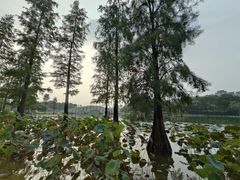 -飞来湖湿地公园
