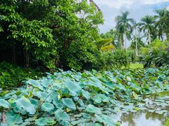 -中国科学院西双版纳热带植物园