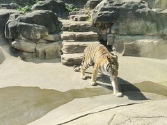 -深圳野生动物园