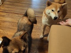 -柴务处·柴犬主题狗咖