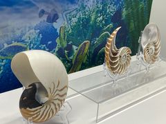 -贝壳王国博物馆