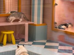 -和它·交个朋友·狗咖猫咖(爱琴海店)